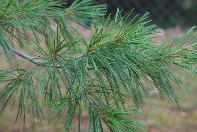 Pinus armandii - borovice Armandova - větev